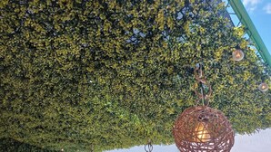 A ceiling covered with dense foliage, with three spherical wicker lanterns hanging from it. - Alberca privada con cascada familia/amigos

 (Cancún)