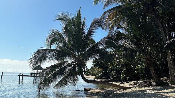 Ein Strand mit klarem Wasser, Palmen und einem hölzernen Steg.