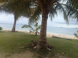 Una playa con palmeras, una orilla de arena y el océano al fondo.