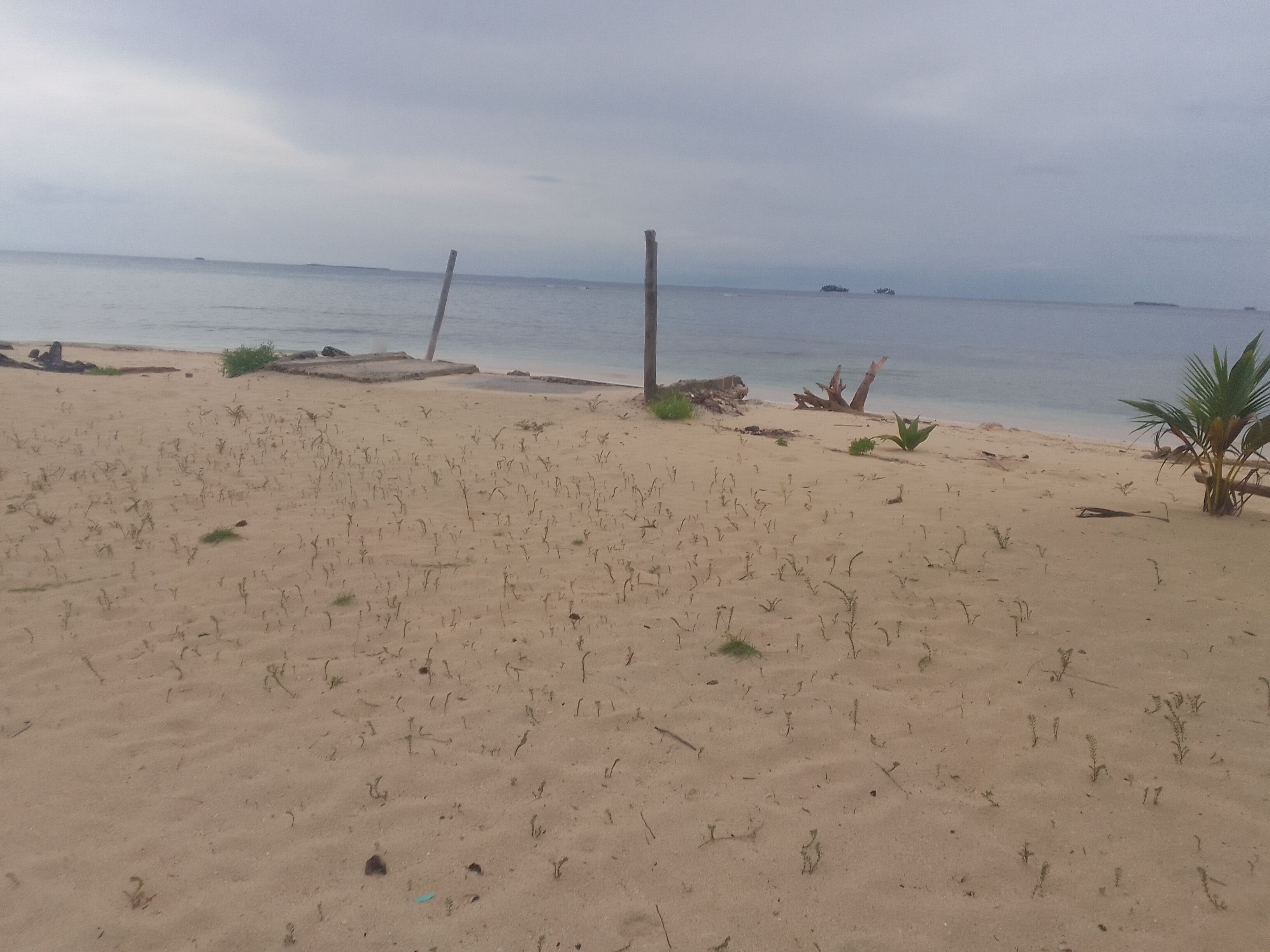 A sandy beach with sparse vegetation and driftwood.