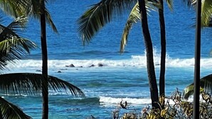 Une plage bordée de palmiers, avec les vagues de l’océan qui déferlent.