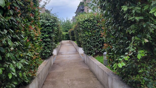 Un sendero bordeado por setos verdes frondosos, que conduce hacia un edificio de diseño moderno.