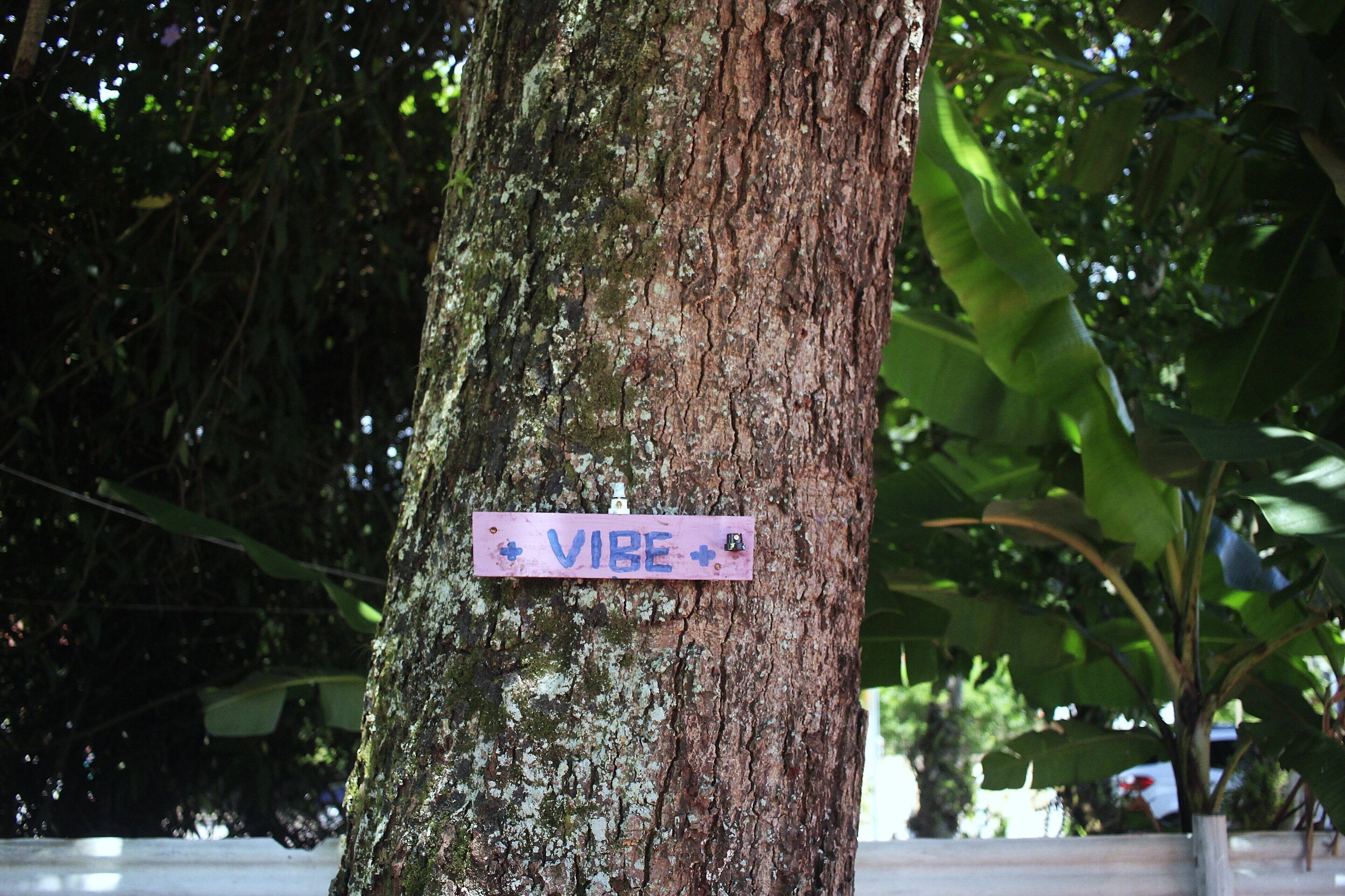 Un árbol con un cartel que dice "VIBE".