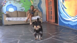 A dog in a room with a map on the wall, a couch, and a door. - Off Ocean Hostel (Florianópolis)