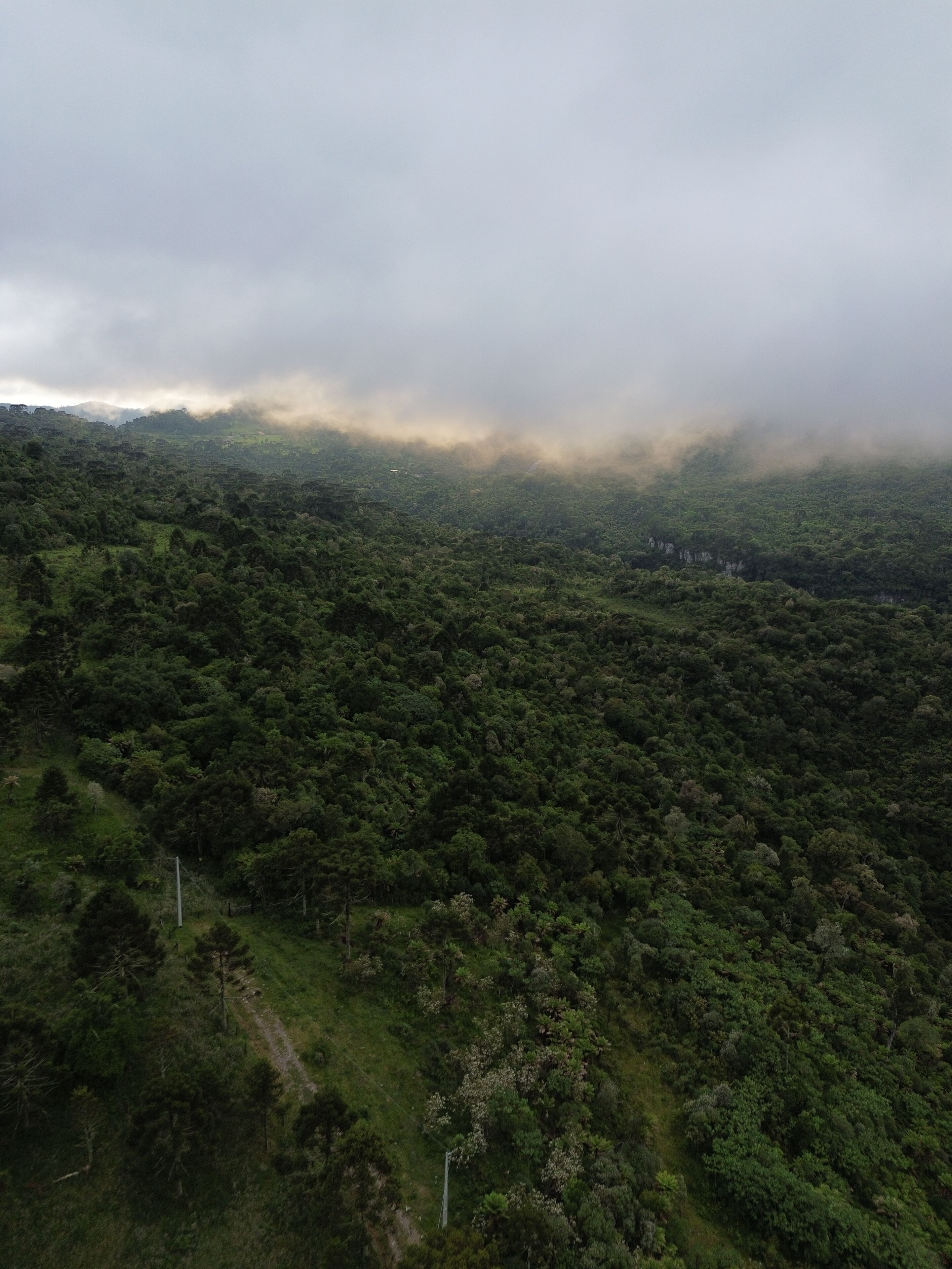 A dense forested landscape with a clear path and a distant structure.