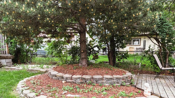 A landscaped garden with a stone border, a wooden bench, and a tree with yellow flowers. - Historic 8th Ave Home - 5 BDRM Downtown Bozeman (Bozeman)