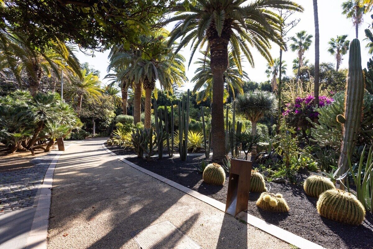 Un jardin agrémenté de différents types de cactus et de palmiers, un chemin pavé et un banc en bois.