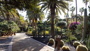 Un jardín con diversos cactus y palmeras, un camino empedrado y un banco de madera.