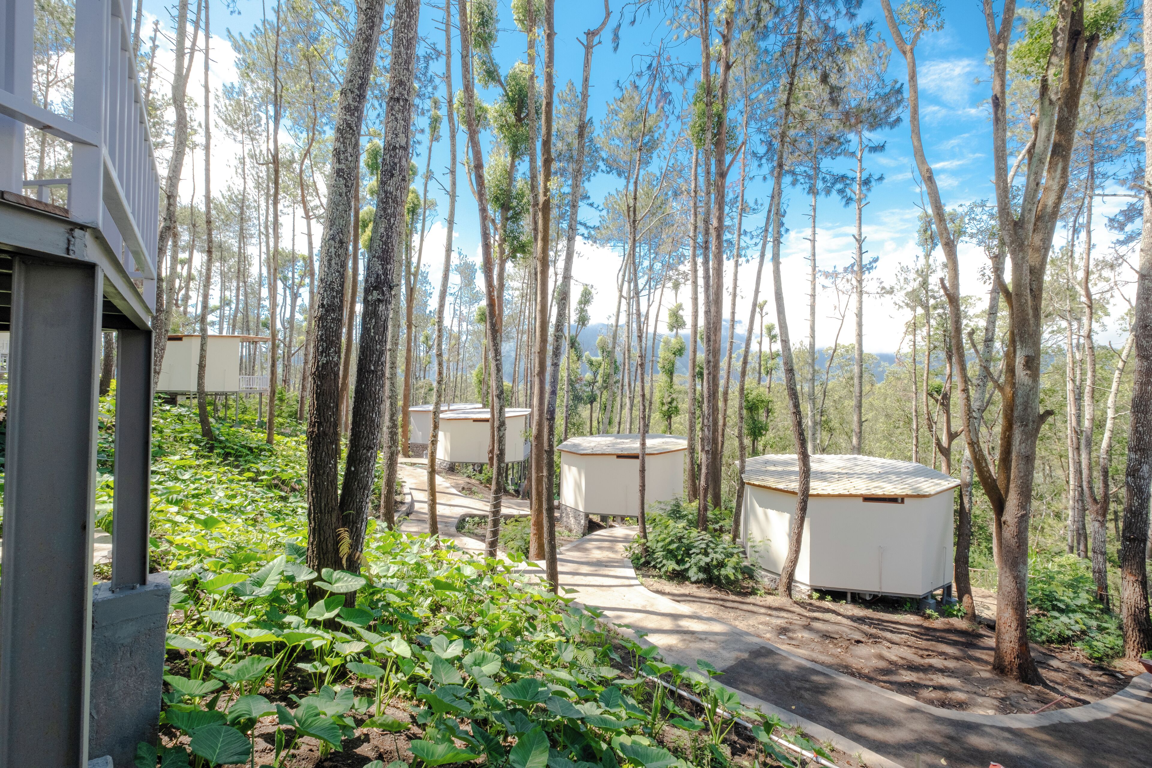 A forested area with several small, white cabins.