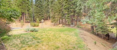 A forested area with a dirt path, a small clearing, and a telescope.