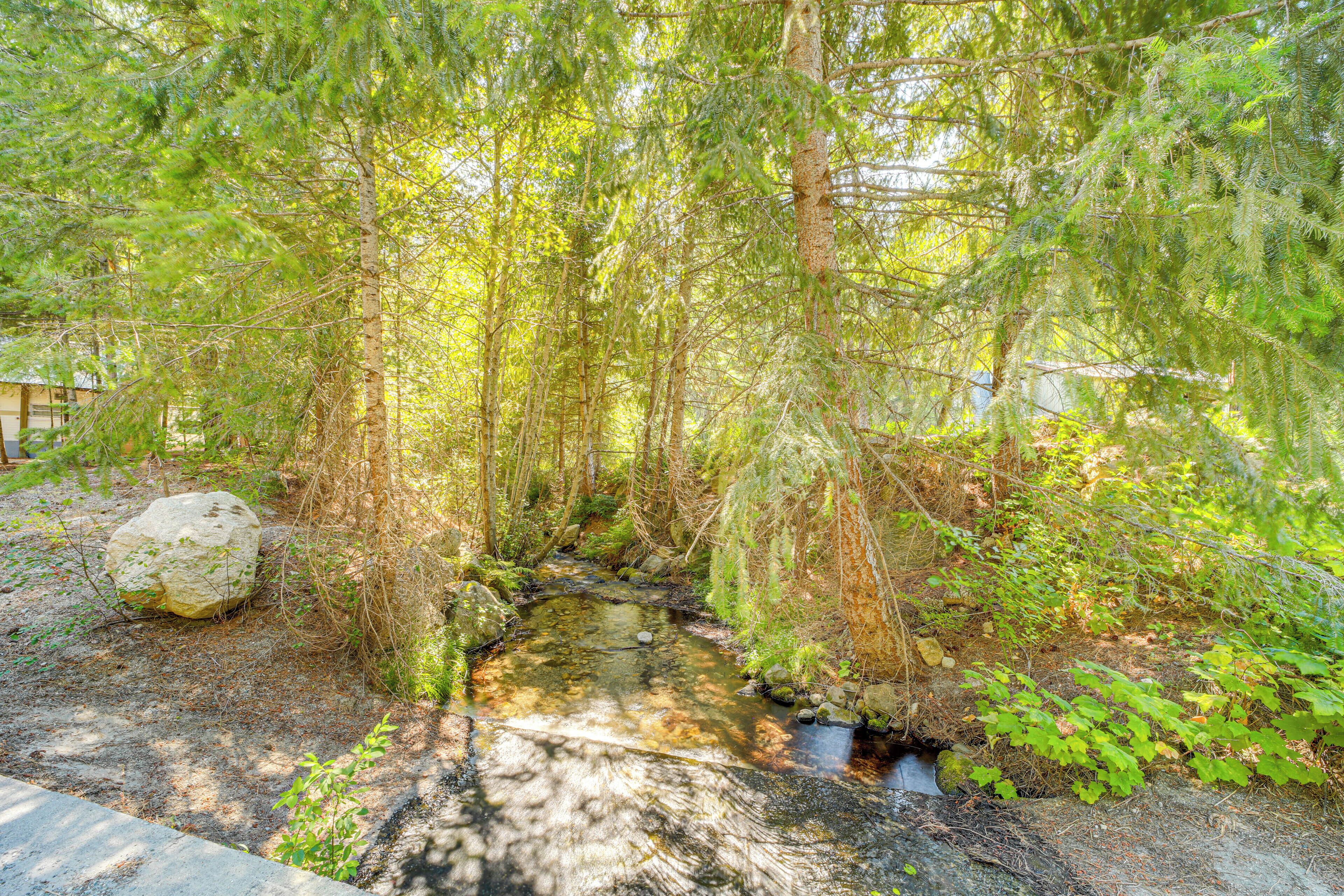 A forested area with a small stream, rocks, and dense vegetation.