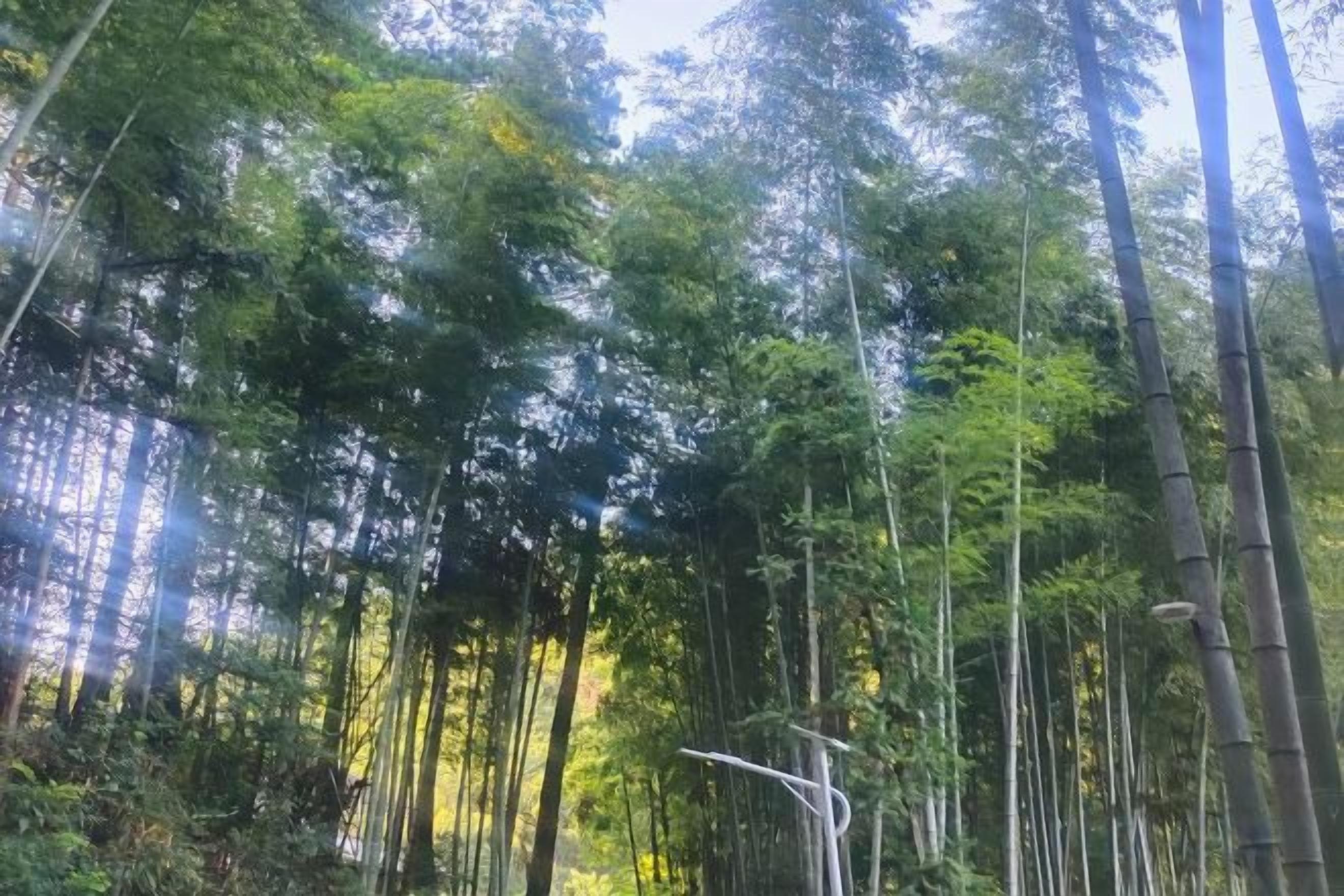 A dense bamboo forest with tall trees and a clear sky.