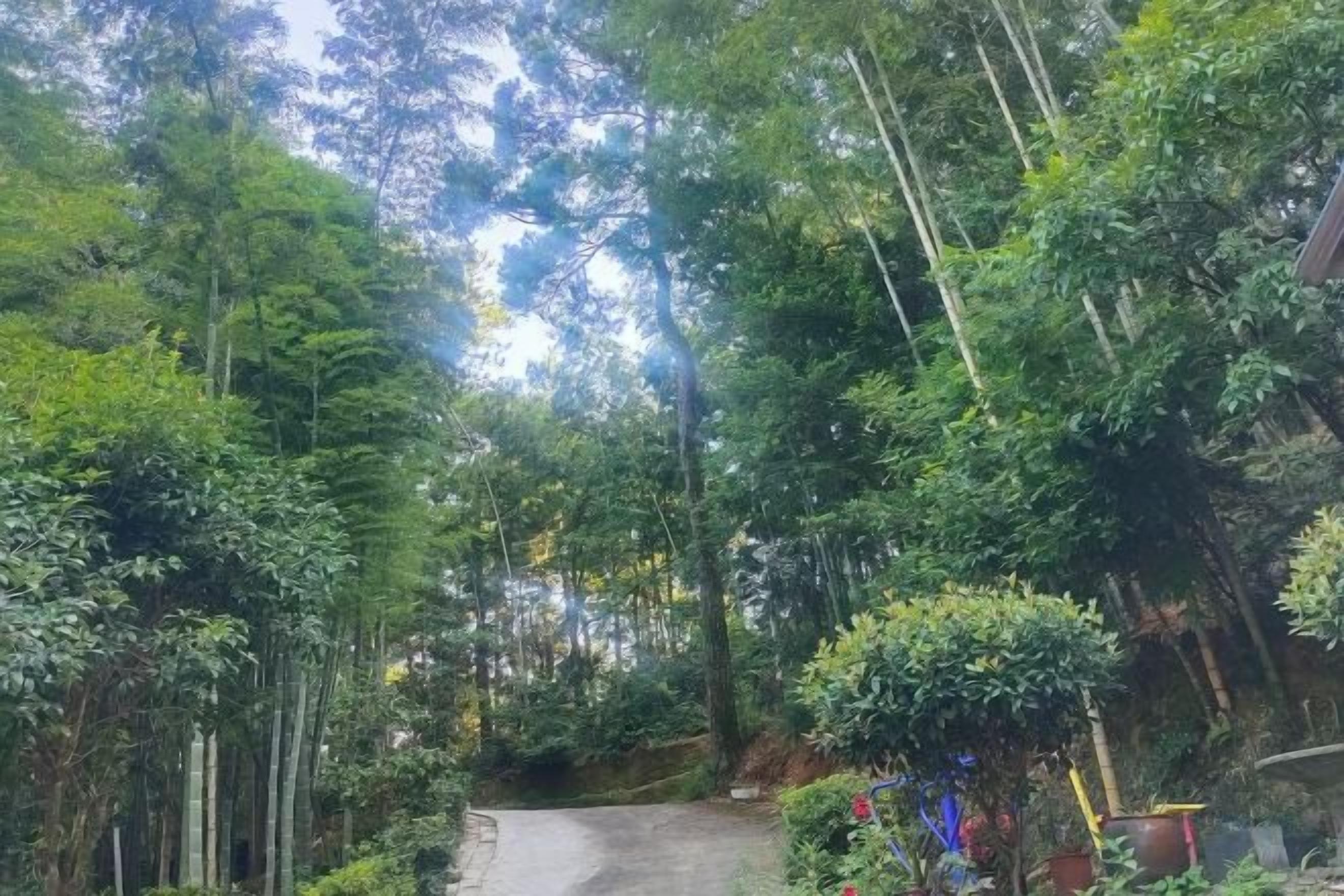 A narrow road surrounded by dense greenery and trees.