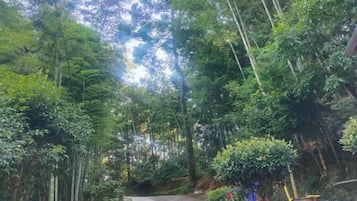 A narrow road surrounded by dense greenery and trees.