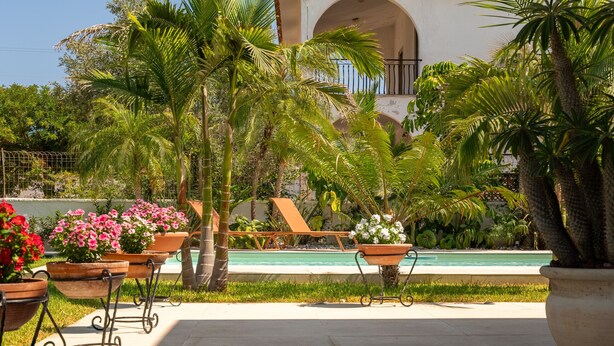 Zona junto a la piscina con plantas en macetas, palmeras y sillones de descanso.