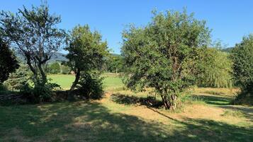 A rural landscape with trees and a stone wall.