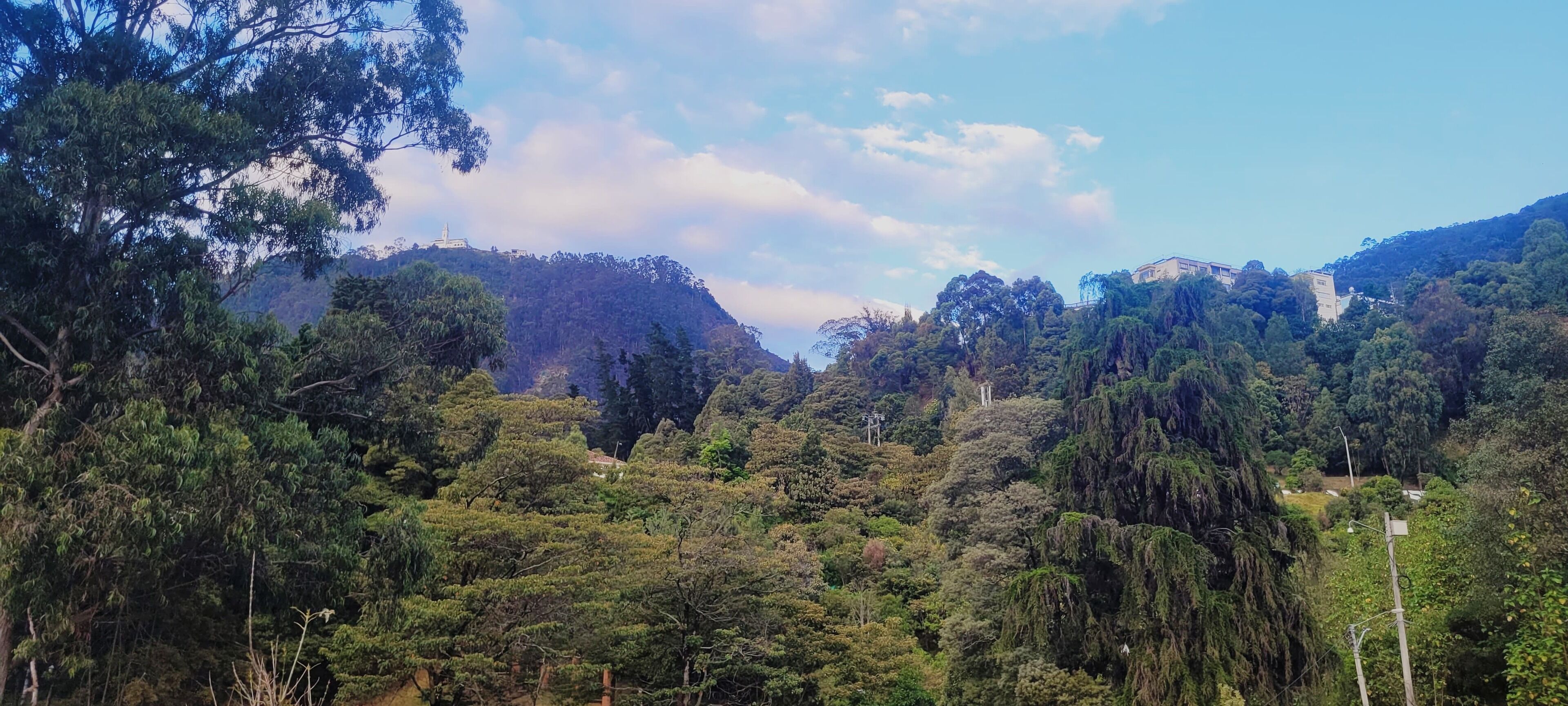 Un paisaje exuberante y verde con árboles frondosos y cielo despejado.