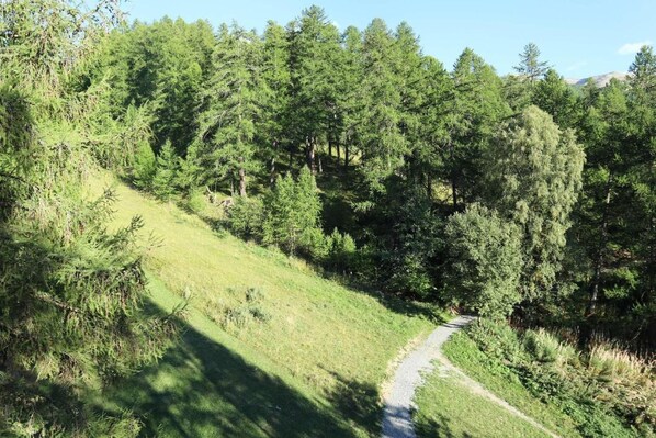 A forested area with a dirt path.
