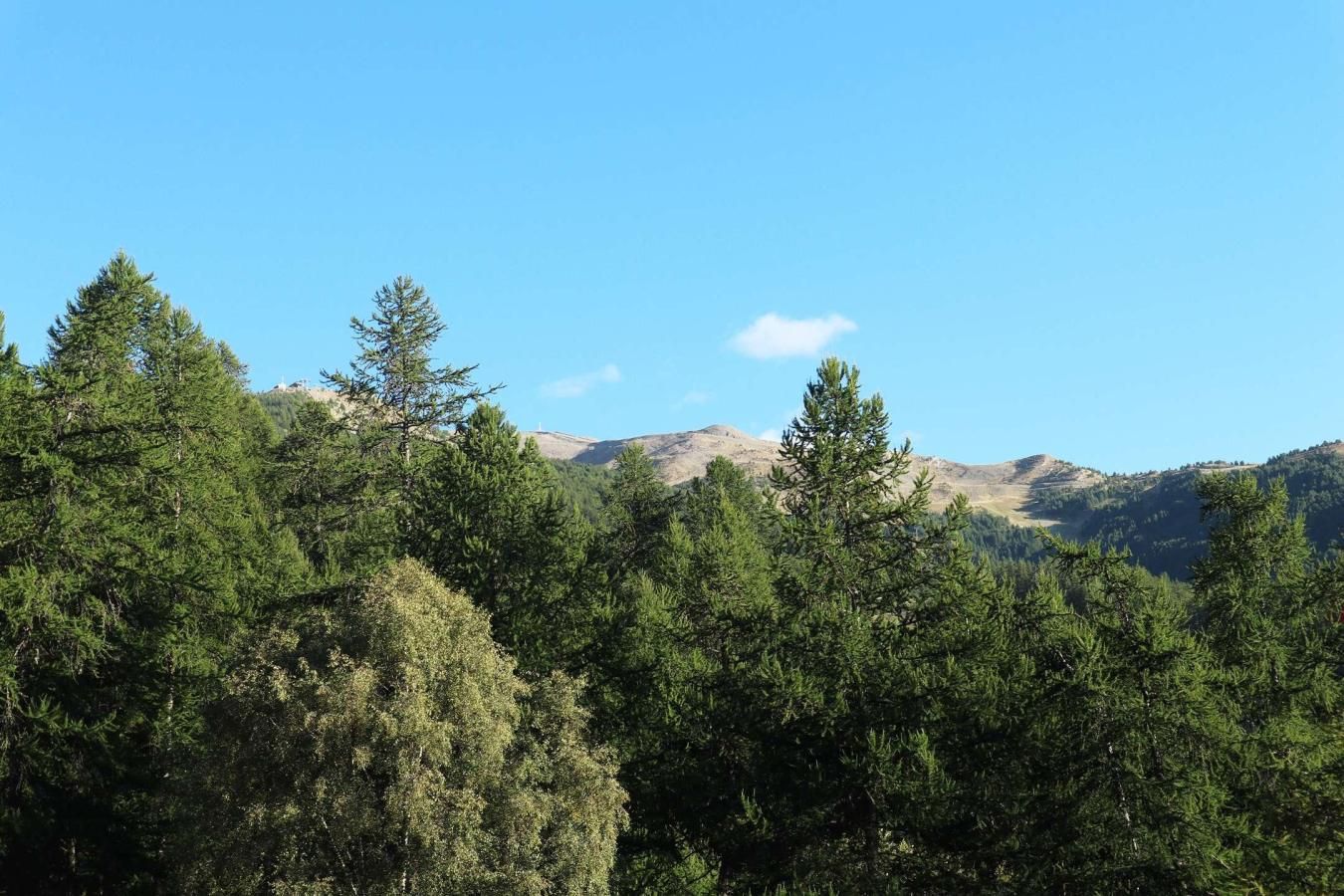 Un bosque denso con una cadena montañosa al fondo.