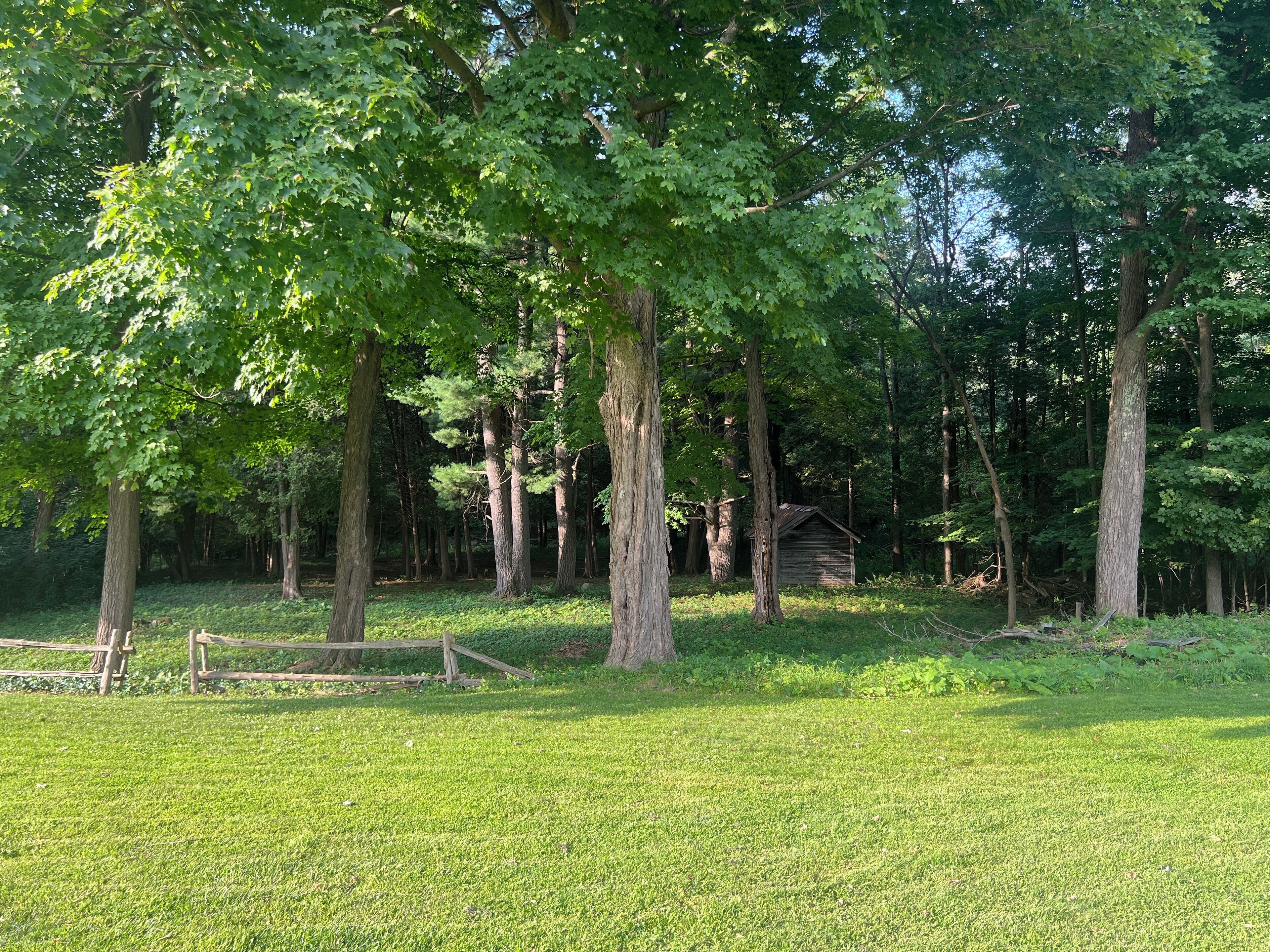 Une zone herbeuse avec des arbres et une structure en bois.