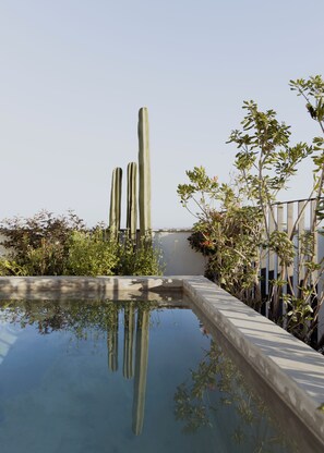 Una piscina con un reflejo claro, rodeada de cactus y diversas plantas.