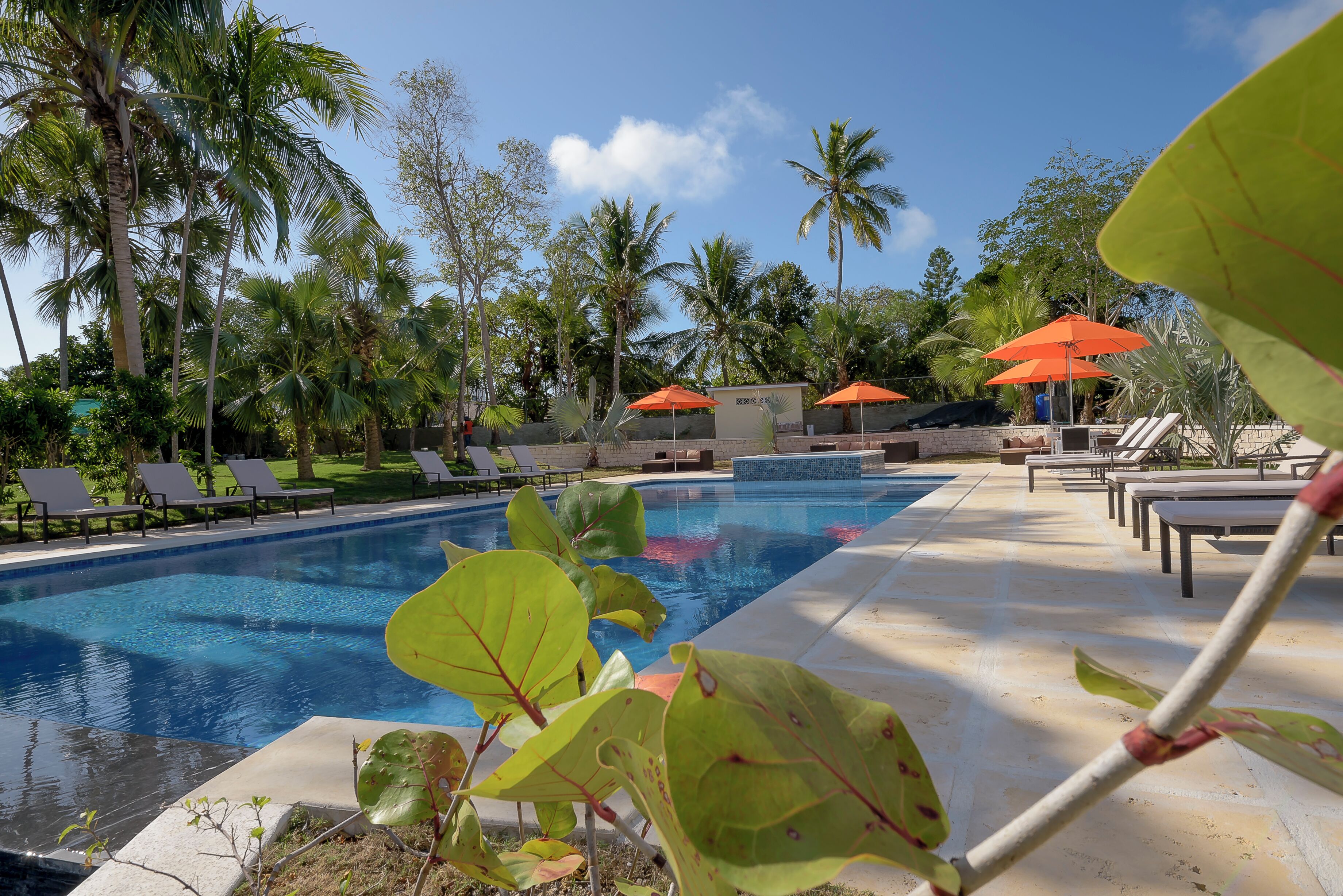 A swimming pool with lounge chairs and umbrellas, surrounded by palm trees.