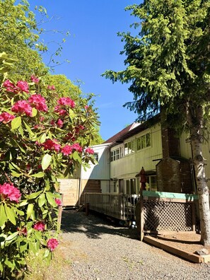 A two-story building with a gravel driveway, a wooden fence, and a tree with pink flowers. - Red Peacock Catskill Cabin sleeps four 6 (Shandaken)