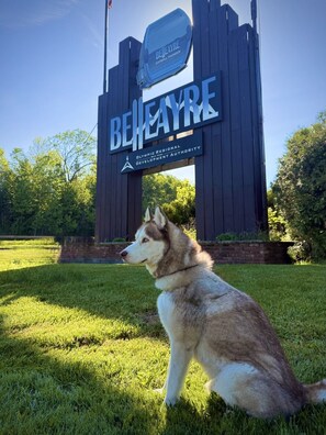 A large wooden sign with 'BELIEVERE' and 'Olympic Regional Development Authority' written on it, with a dog sitting in front. - Red Peacock Catskill Cabin sleeps four 6 (Shandaken)