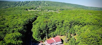 Catskill Cabin Bird of Paradise 7