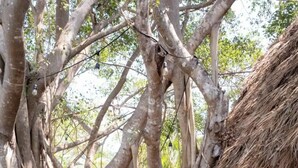 Una estructura de madera con techo de paja, rodeada de árboles grandes con raíces expuestas.