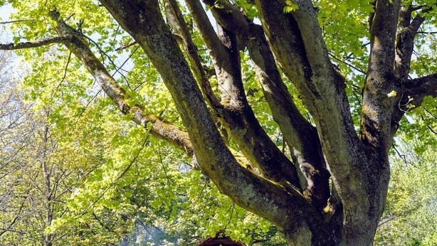 Une cabane en bois dotée d’un toit incurvé, entourée d’une végétation luxuriante et d’un grand arbre.