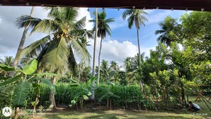 A lush garden with tall palm trees and banana plants, under a clear sky.