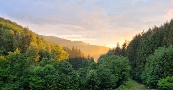 A forested valley with a road leading through it.