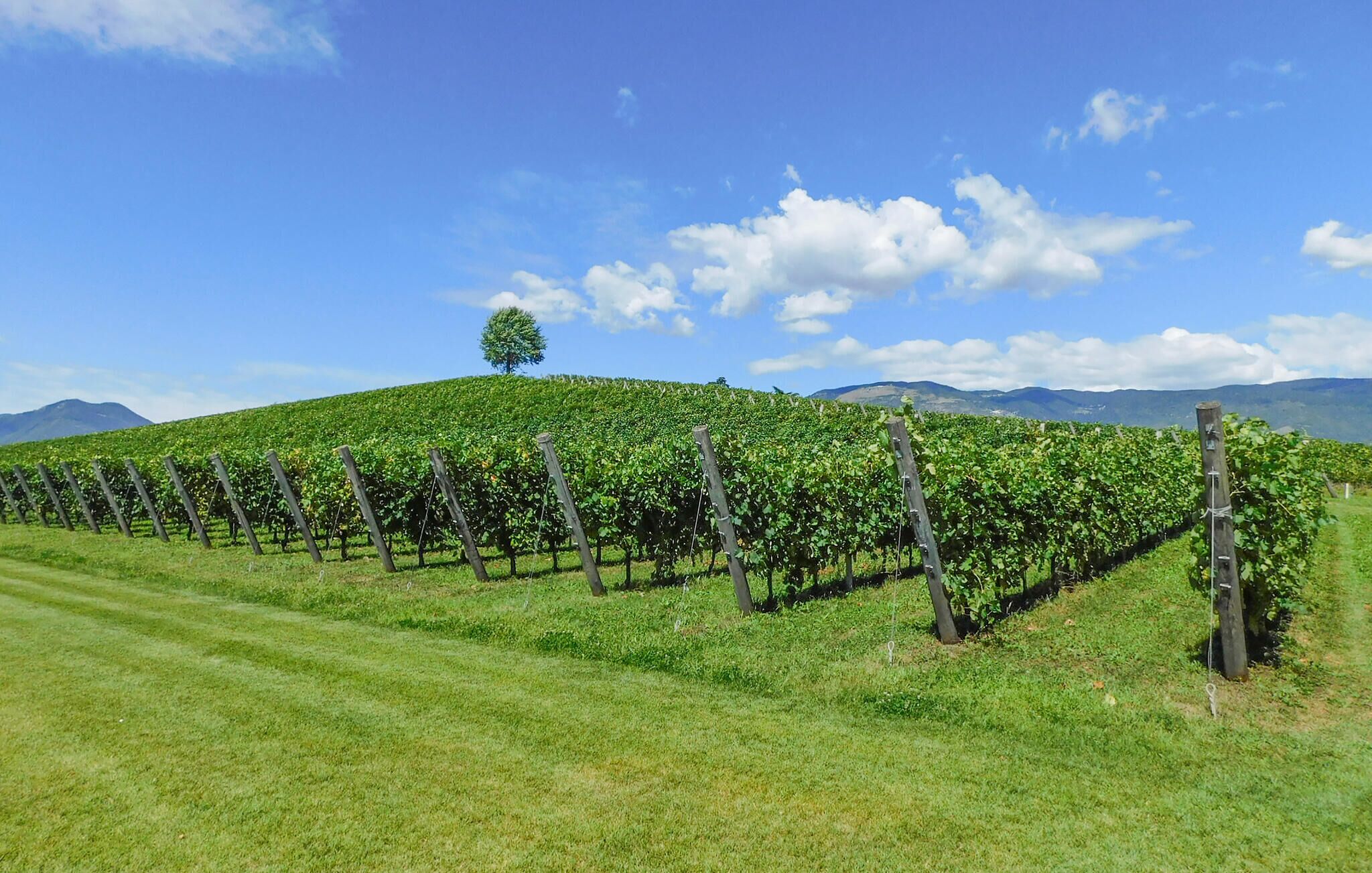 A vineyard with rows of grapevines under a clear sky.