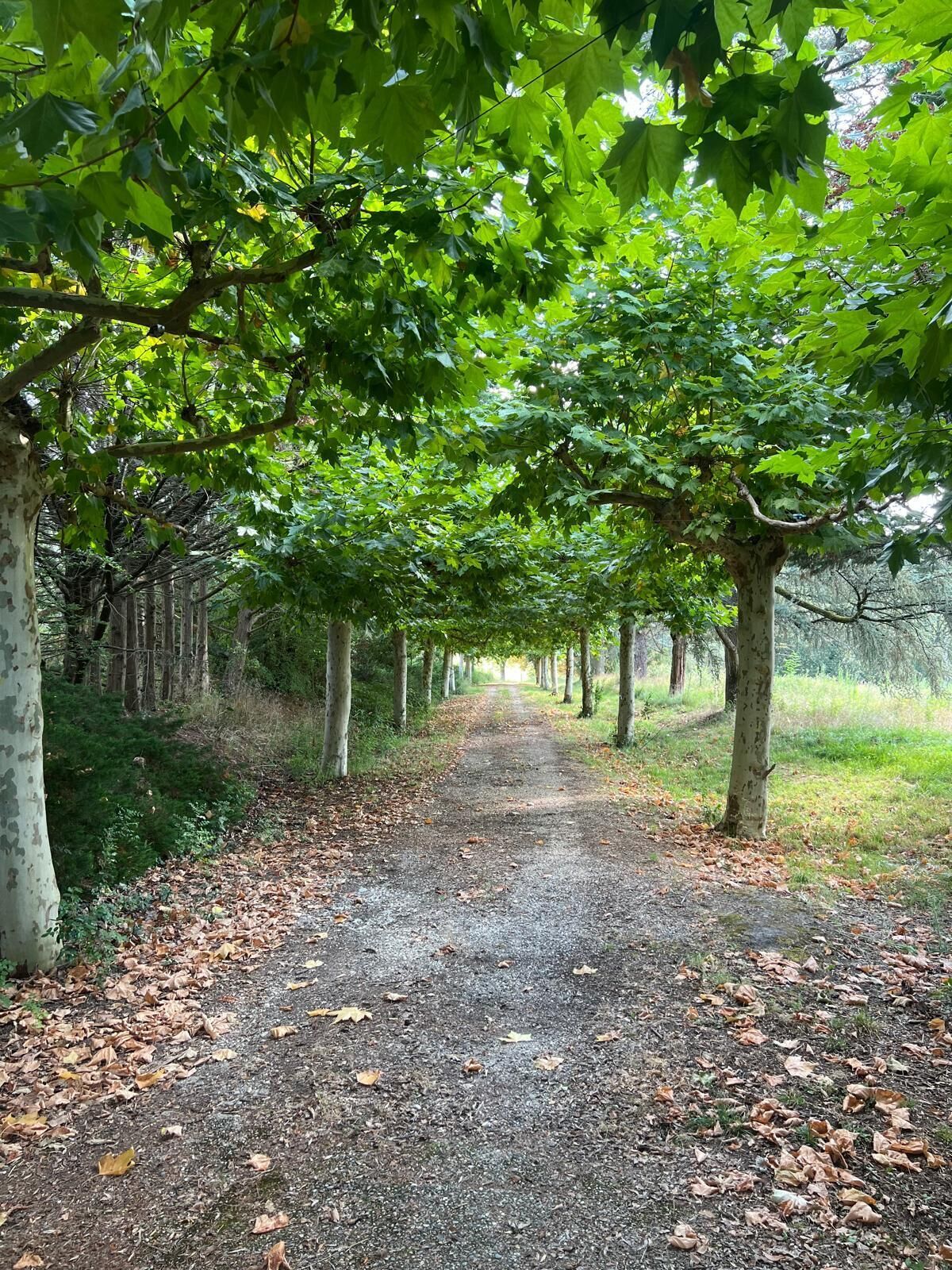 Un chemin de gravier bordé d’arbres aux feuilles vertes, qui mène à une zone boisée.