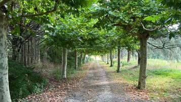 Un chemin de gravier bordé d’arbres aux feuilles vertes, qui mène à une zone boisée.