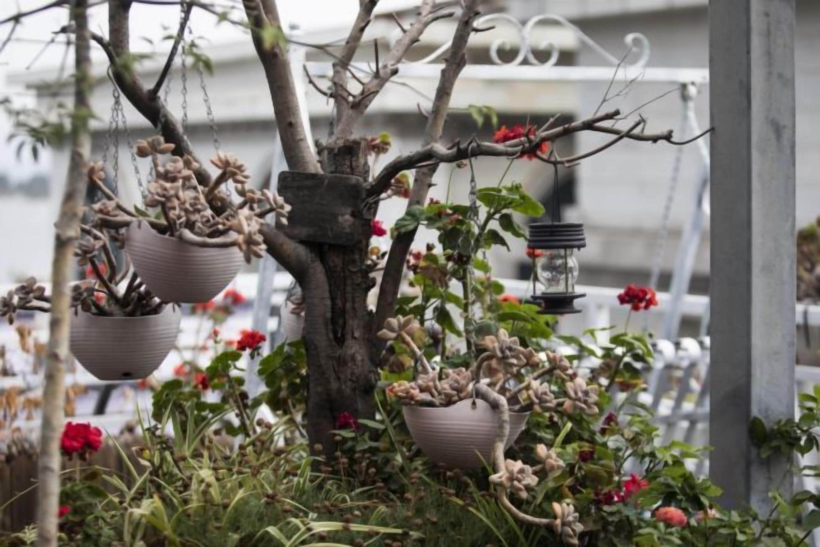 Ein Baum mit hängenden Pflanzgefäßen und einer Laterne.