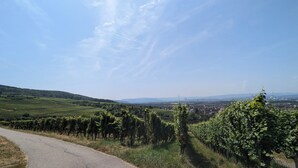 A vineyard with rows of grapevines and a road leading through it. - Comfortable apartment near Basel with parking space (Weil am Rhein)