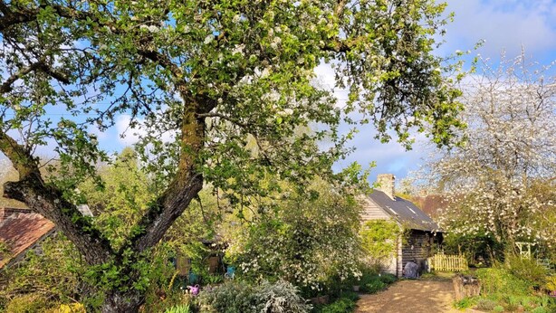 Un camino rural que conduce a una casa de piedra rodeada de abundante vegetación y árboles florecientes.