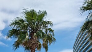 Ein Park mit einer Palme und einem modernen Gebäude im Hintergrund.