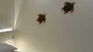 Une pièce avec un mur blanc et deux œuvres d’art murales représentant des tortues.