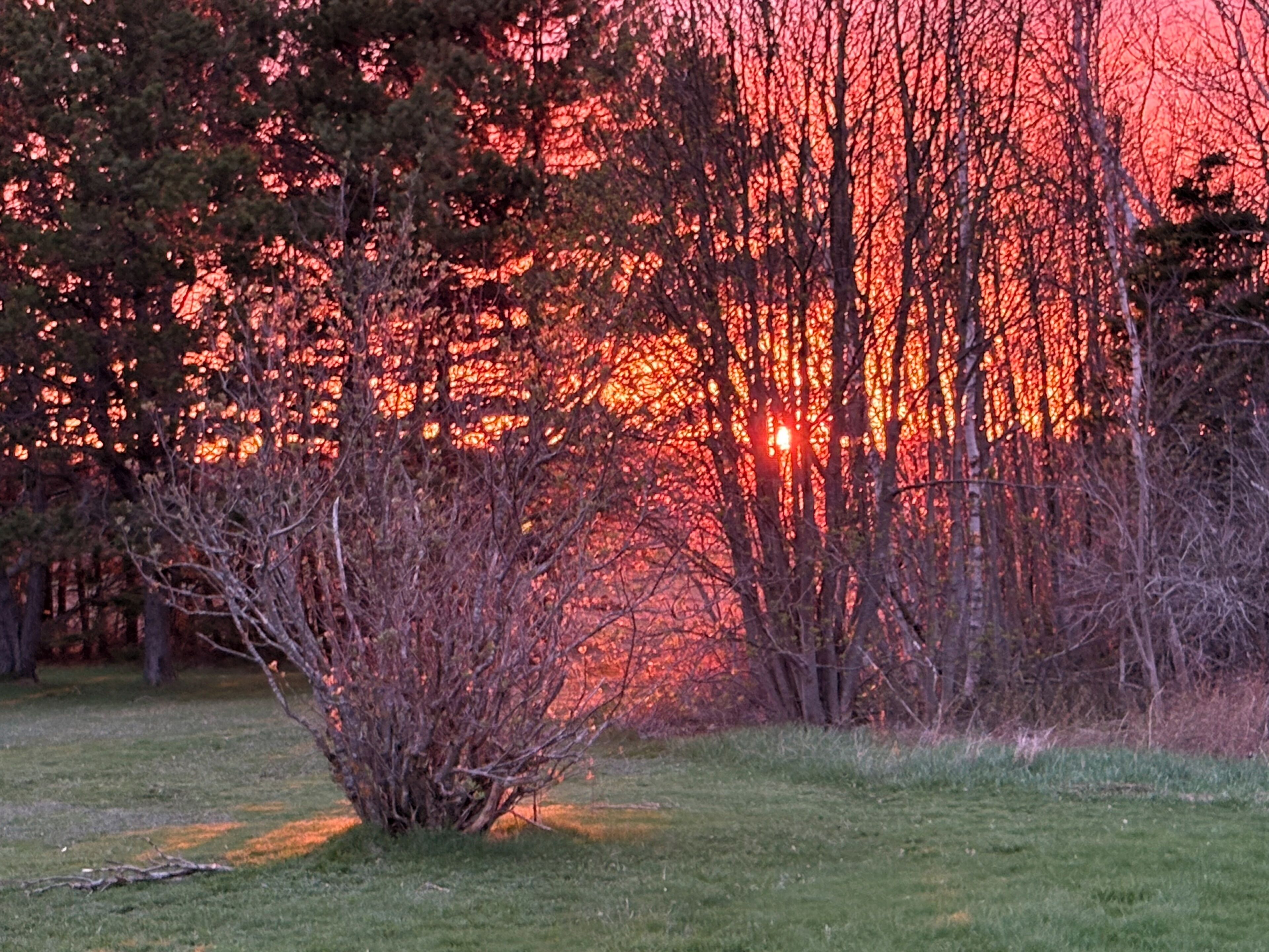 A natural landscape with trees and a grassy field.