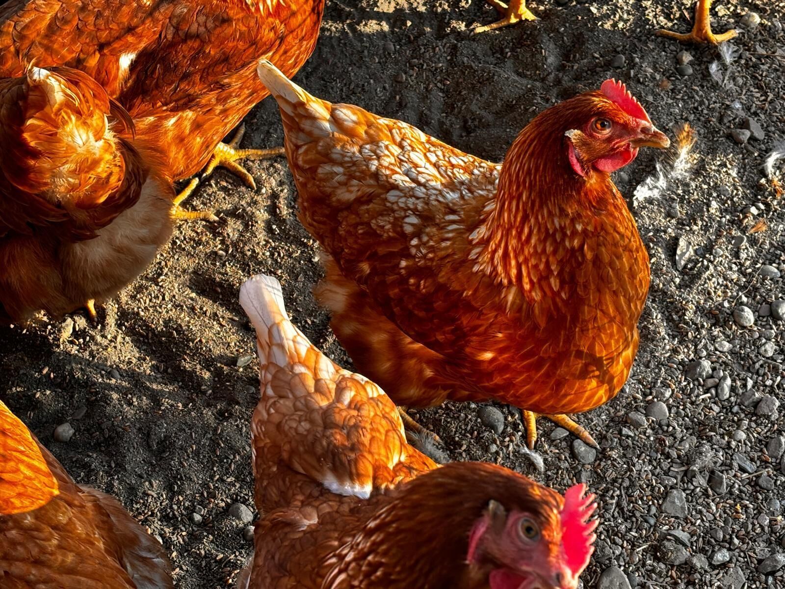 Un groupe de poules se trouve sur un sol recouvert de petits rochers et de galets.