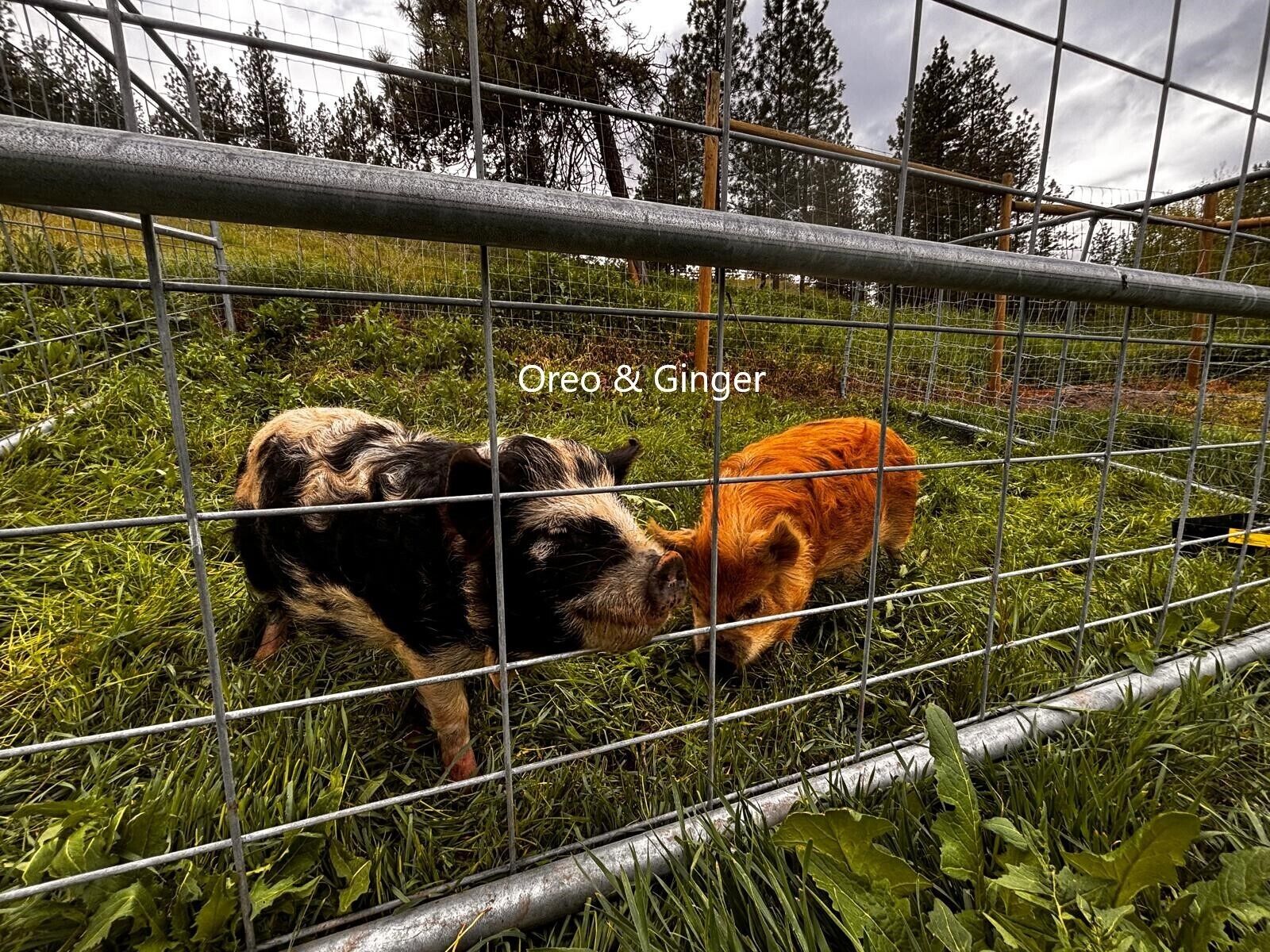 Two dogs, Oreo and Ginger, behind a metal fence in a grassy area with trees in the background.