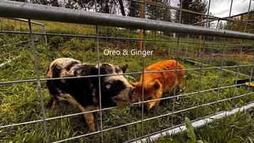 Two dogs, Oreo and Ginger, behind a metal fence in a grassy area with trees in the background.