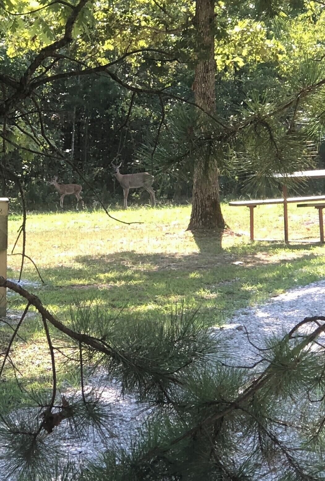 Your Relaxing Getaway Awaits! Pet-Friendly Cabins, Free Parking
