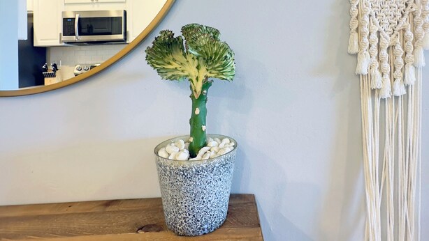 Une cuisine avec des meubles blancs, un four à micro-ondes et une plante en pot posée sur un comptoir en bois.
