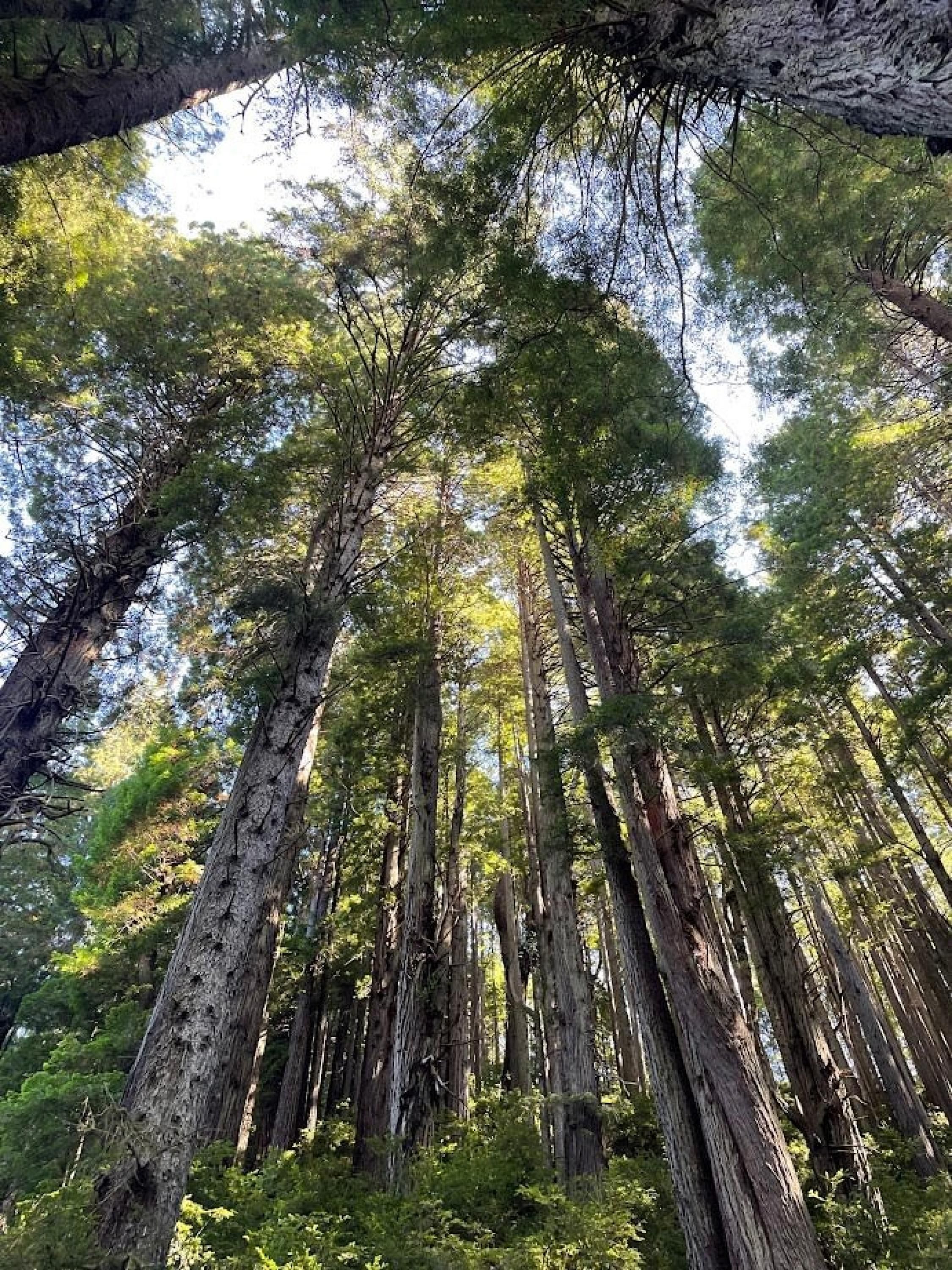 A dense forest of tall trees with a clear sky above.