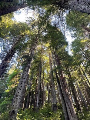 A dense forest of tall trees with a clear sky above. - Oceanview Cabin 19 Jacuzzi Large Deck w Seating (Smith River)