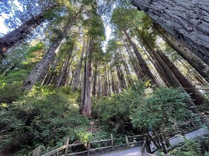 A forest with tall trees and a wooden fence. - Oceanview Cabin 19 Jacuzzi Large Deck w Seating (Smith River)